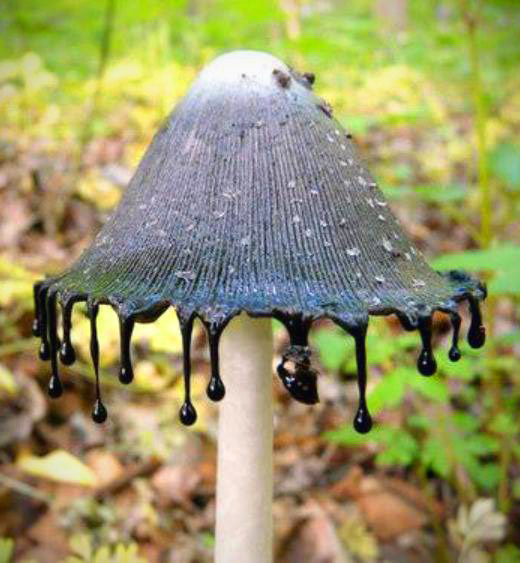 inky cap mushroom dripping